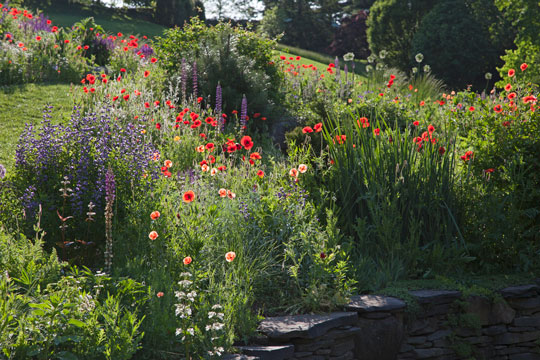The Pond Garden