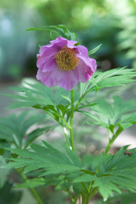 Paeonia veitchii