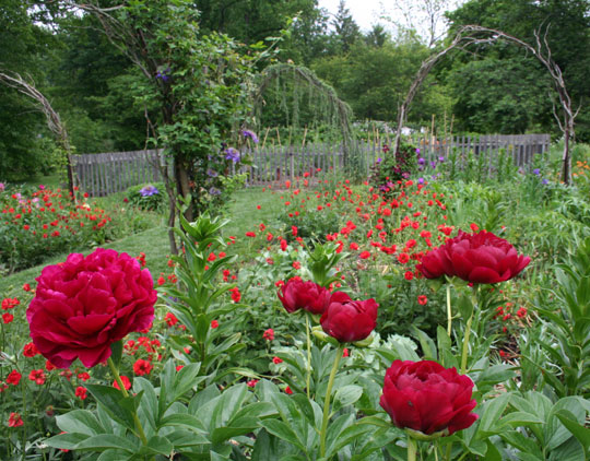 Papaver orientale 'Patty's Plum'