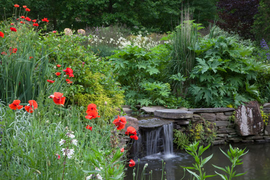 The Pond