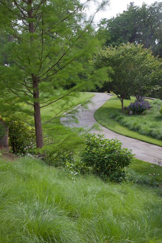 Taxodium distichum var. imbricarium