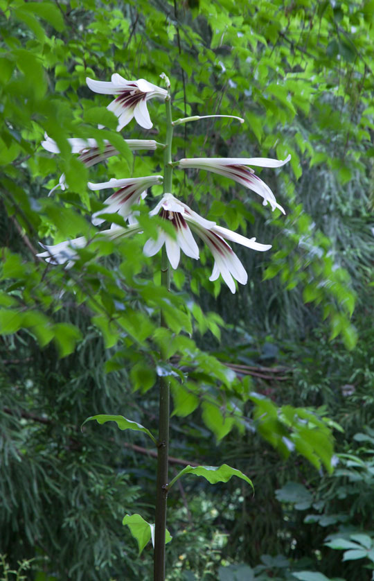 Cardiocrinum giganteum var yunnanense