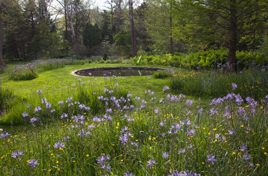 Camassia leictlinii 'Blue Danube'