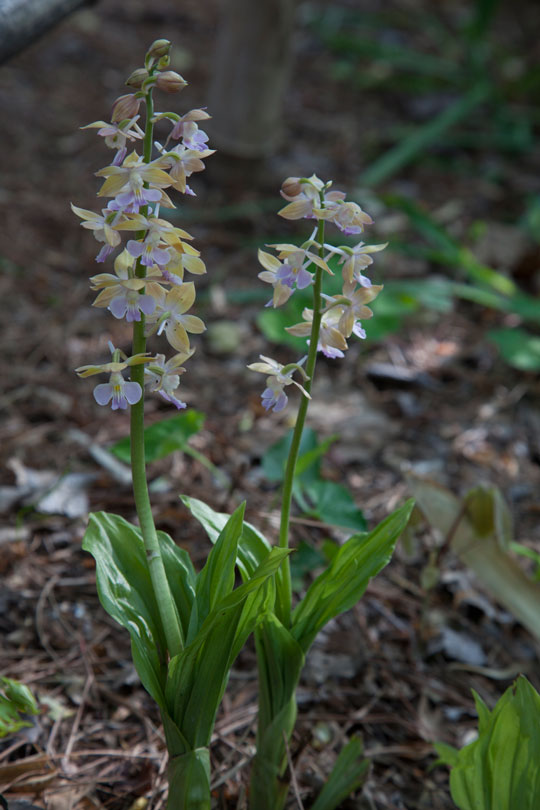 Calanthe Hizen Hybrid
