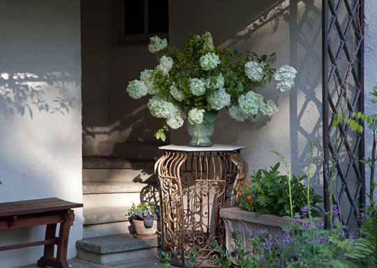 Viburnum macrocephalum