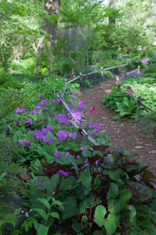 Ligularia dentata 'Othello and Primula sieboldii