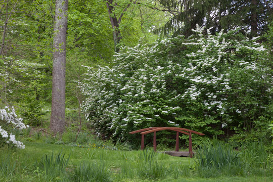 Viburnum plicatum f. tomentosum