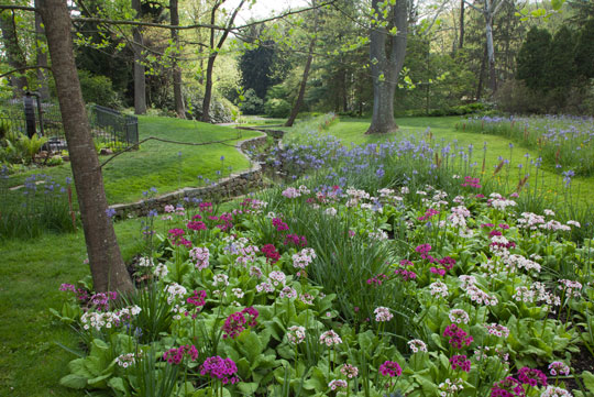 Primula japonica