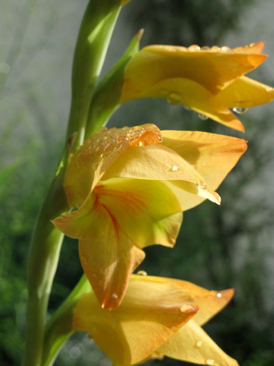 Gladiolus x gandavensis 'Boone'