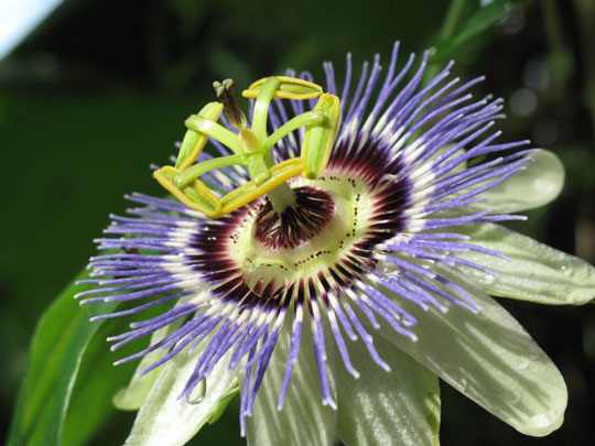 Passiflora caerulea