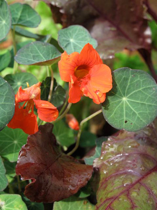 Tropaeolum 'Princess of India'