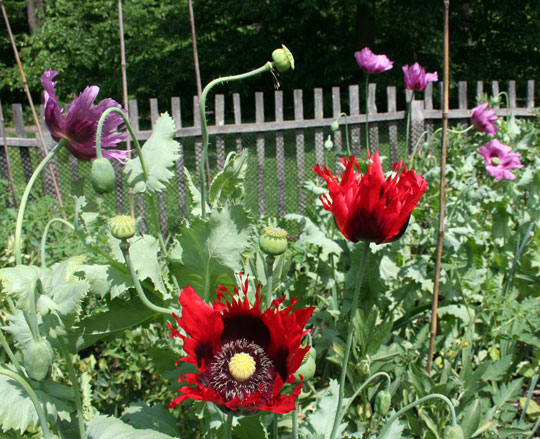 Papaver somniferum
