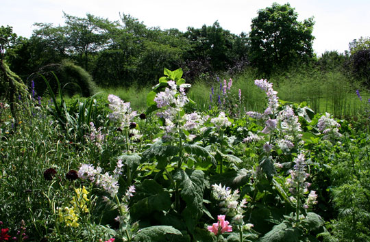 Cut Flower Garden