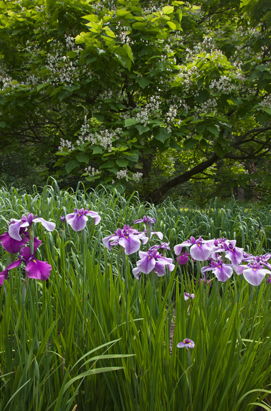 Iris ensata