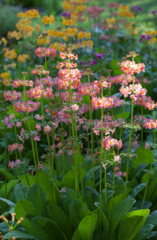Primula beesiana