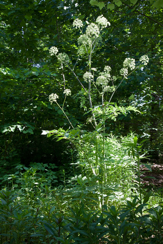 Angelica atropurpurea