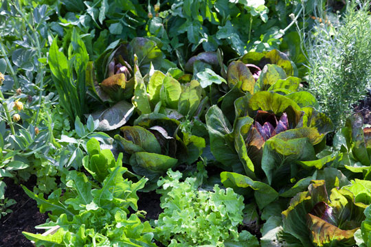 The Vegetable Garden