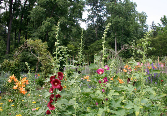 Alcea ficifolia