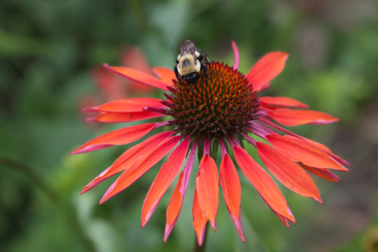 Echinacea 'Summer Sun'