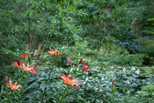 Lilium 'Royal Sunset'