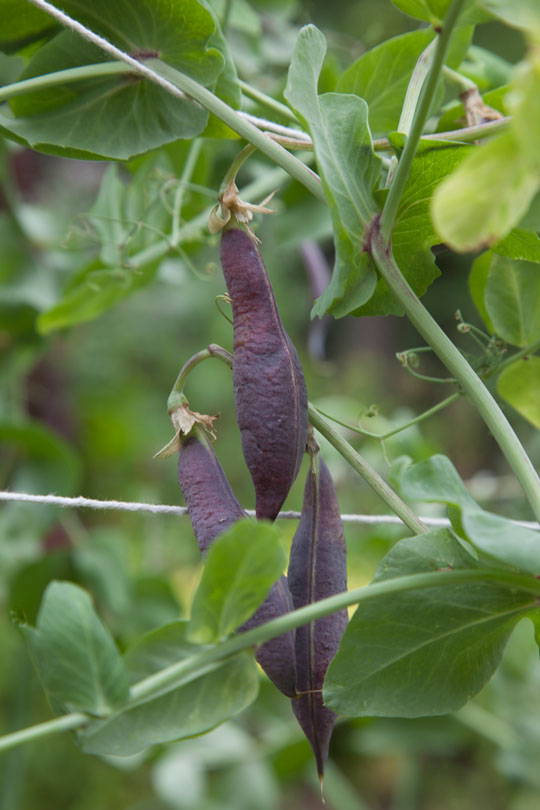 Blauschokker Purple Podded Pea