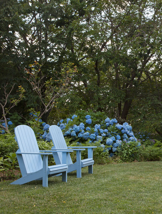 Hydrangea macrophylla