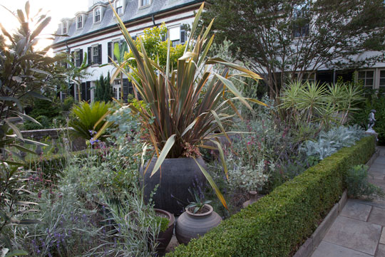 Phormium 'Sundowner'