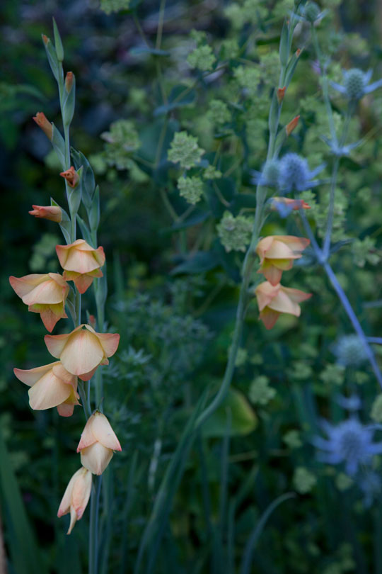 Gladiolus x gandavensis 'Boone'