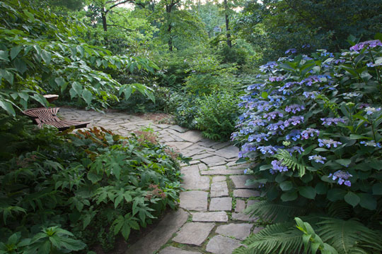 Hydrangea macrophylla 'Blue Wave'