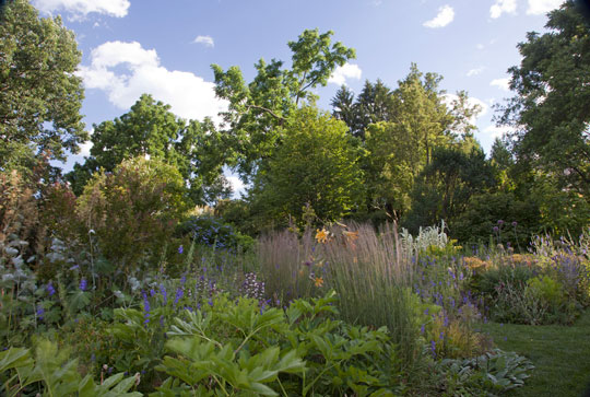 Calamagrostis acutiflora 'Karl Foerster'