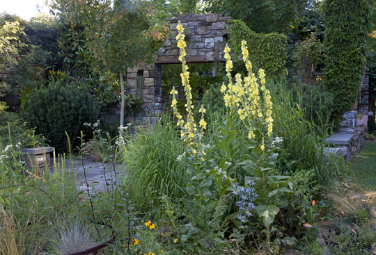 Verbascum Phlomoides