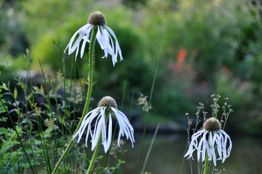 Echinacea integrifolia