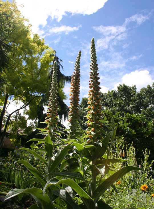 Digitalis parviflora 'Milk Chocolate'