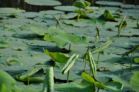 Lotus
