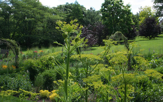 Cut Flower Garden