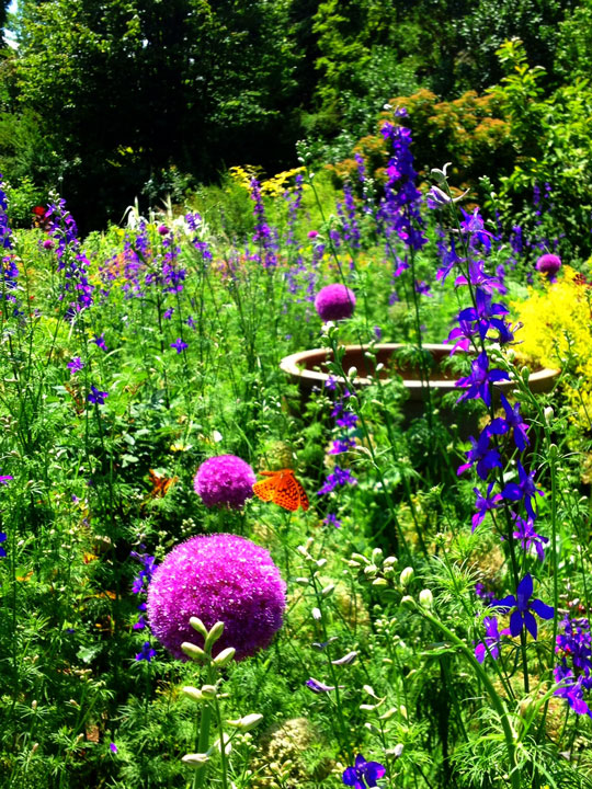 Allium and Larkspur