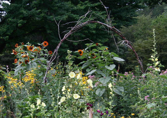 Cut Flower Garden