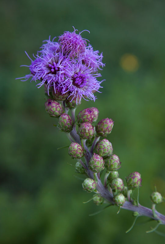 Liatris aspera