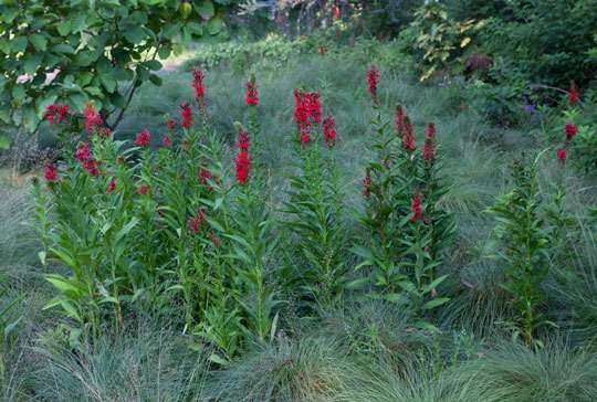 Lobelia cardinalis