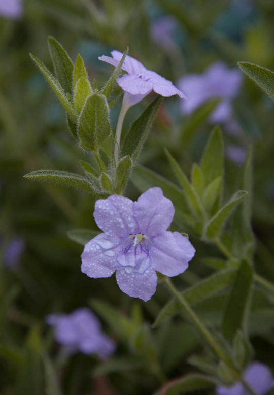 Ruellia humilis