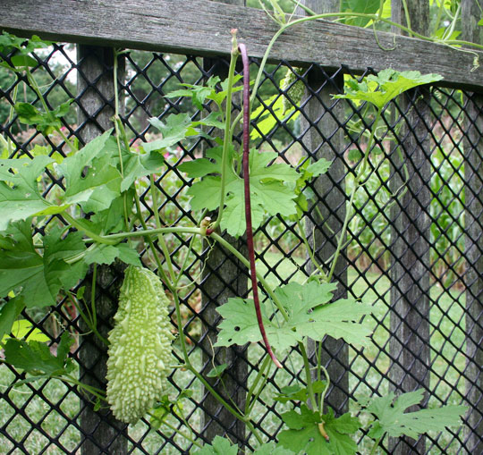 Delica thorn bitter melon