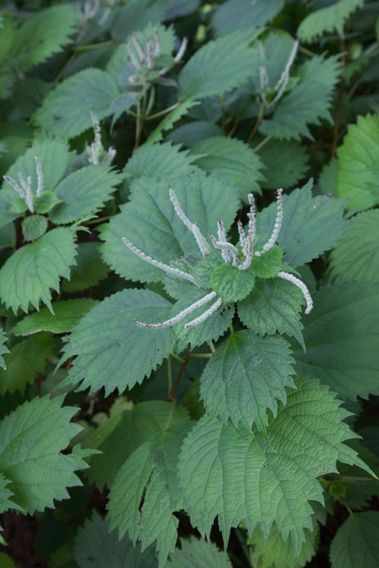 Boehmeria spicata