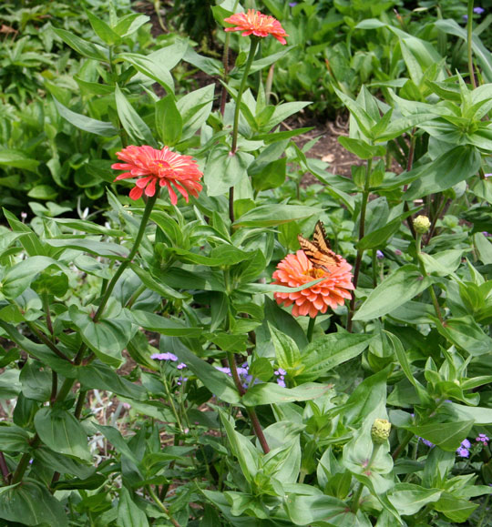 Zinnia elegans 'Salmon Queen'