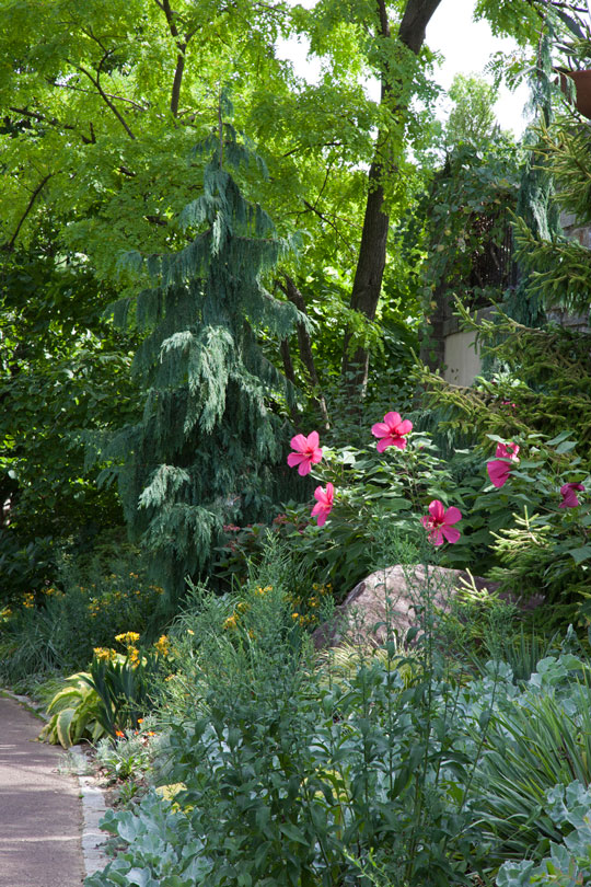 Hibiscus 'Moy Grande'
