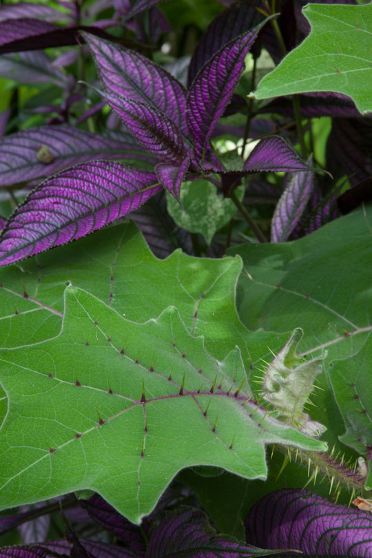 Purple variegated Strobilanthes dyerianus and Solanum quitonense