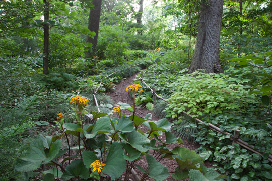 Ligularia dentata 'Othello'