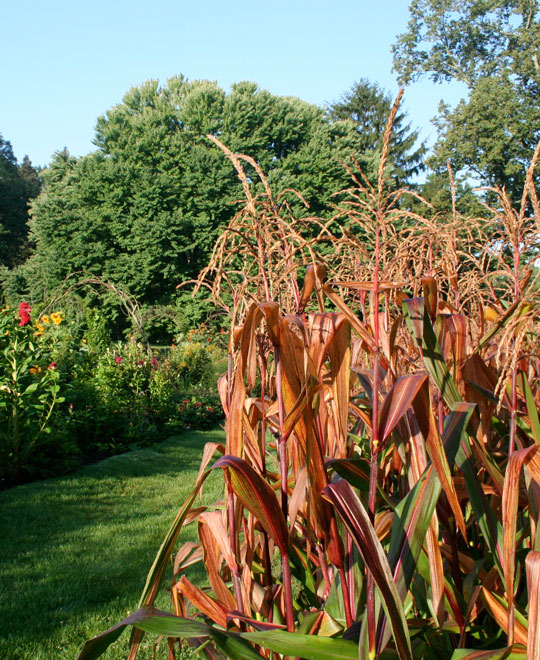 'Ambrosia' bicolor corn