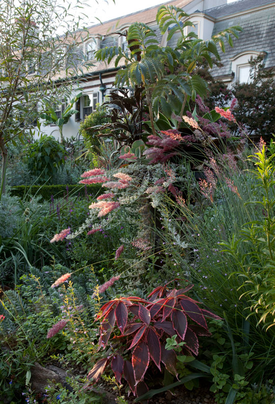 Acalypha wilkesiana 'Marginata Bronze'