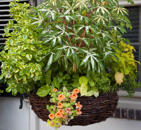 Hanging Baskets