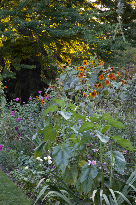 Cut Flower Garden